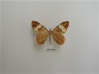 藏品(蝶與蛾的鑑別)的圖片